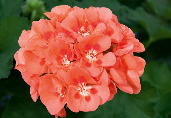 Zimmer Burgenland Illmitz