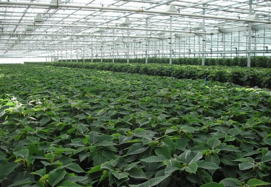 Zimmer Burgenland Illmitz