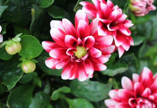 Zimmer Burgenland Illmitz