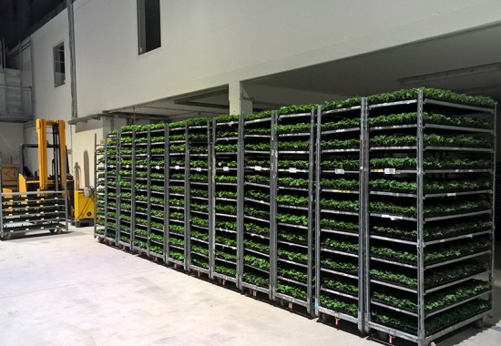 Zimmer Burgenland Illmitz