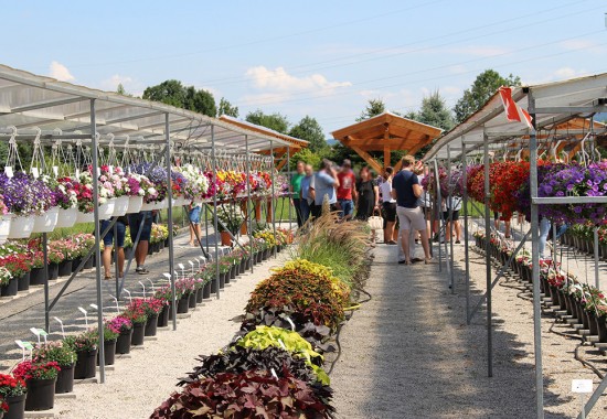 Zimmer Burgenland Illmitz