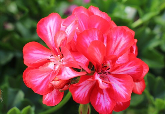 Zimmer Burgenland Illmitz