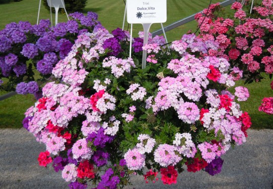 Zimmer Burgenland Illmitz