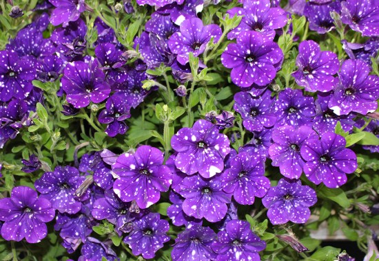 Zimmer Burgenland Illmitz