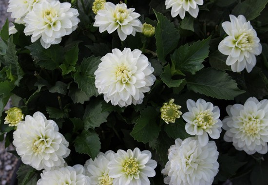 Zimmer Burgenland Illmitz