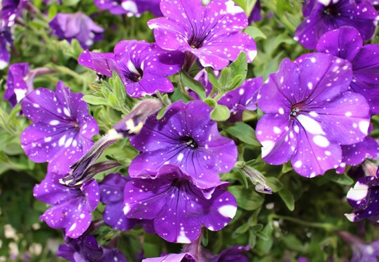 Zimmer Burgenland Illmitz