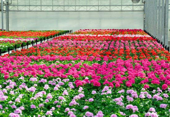 Zimmer Burgenland Illmitz