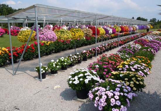 Zimmer Burgenland Illmitz