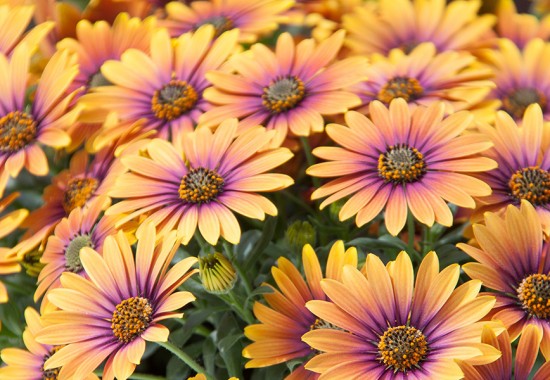 Zimmer Burgenland Illmitz