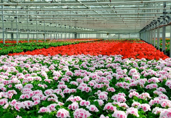 Zimmer Burgenland Illmitz