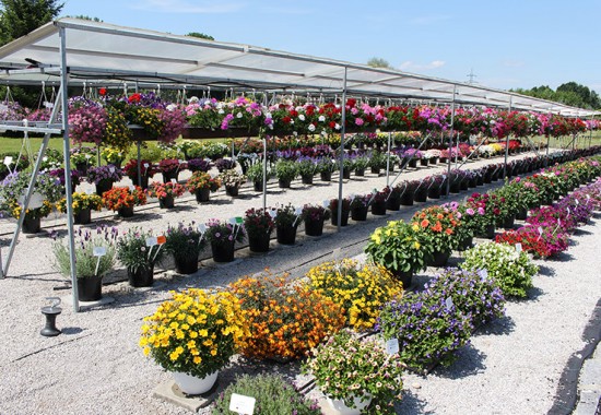 Zimmer Burgenland Illmitz