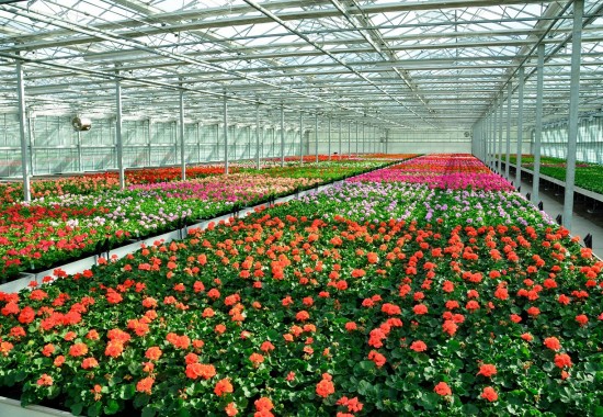 Zimmer Burgenland Illmitz