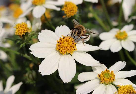 Zimmer Burgenland Illmitz