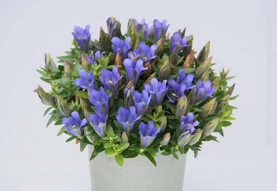 Zimmer Burgenland Illmitz