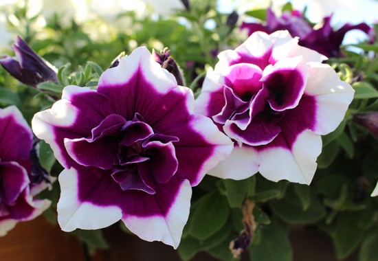 Zimmer Burgenland Illmitz