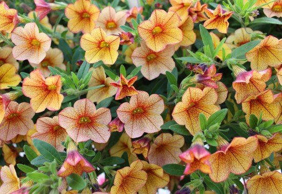 Zimmer Burgenland Illmitz