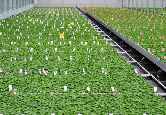 Zimmer Burgenland Illmitz