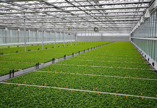 Zimmer Burgenland Illmitz