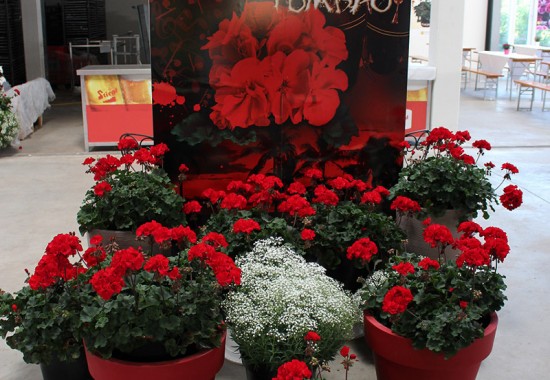 Zimmer Burgenland Illmitz