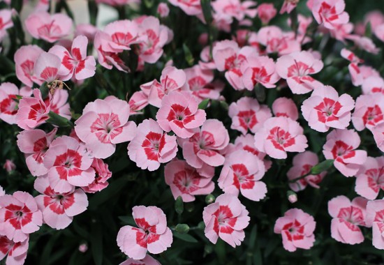 Zimmer Burgenland Illmitz