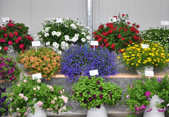 Zimmer Burgenland Illmitz